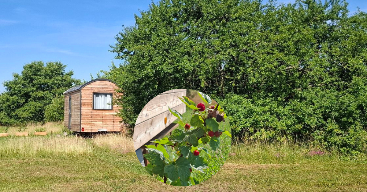 Our raspberries and currants are ripening—come by and try some.